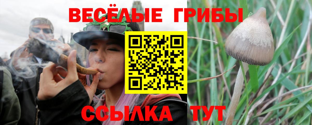 Псилоцибиновые грибы Psilocybe  Вход с VPN  хочу наркоту  Лесозаводск 